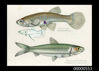Mosquito fish (Gambusia affinis)  and  Freshwater herring (Potamalosa richmondia)