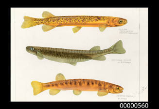 Jolly-tail (Gallaxias maculatus),  Flat-headed galaxias (Galaxias rostratus) and Mountain galaxias (Galaxias oldias)