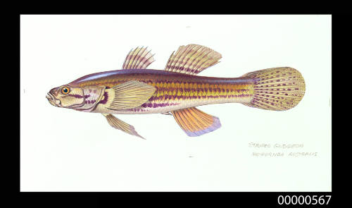 Striped gudgeon (Mogurnda australis)