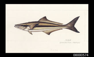 Cobia (Rachycentron canadus)