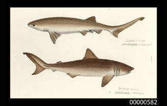 Seven gilled shark (Notorhynchus cepedianus) and Basking shark (Cetorhinus maximus)