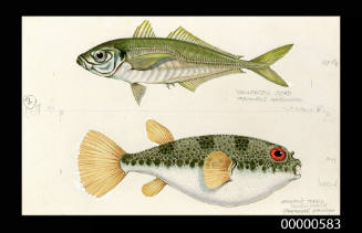Yellowtail scad (Trachurus mccullochi) and Hamilton's toadfish (Torquigener hamiltoni)