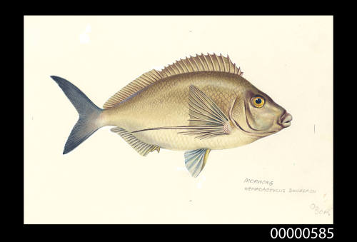 Morwong (Nemadactylus douglasii)