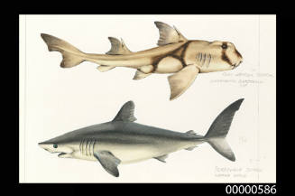 Port Jackson shark (Heterodontus portjacksoni) and Porbeagle shark (Lamna nasus)