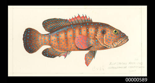 Blue spotted rock cod (Cephalopholis cynostigma)