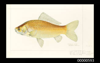 Common carp (Carassius carassius)