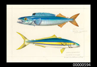 Gemfish (Rexea solandri) and Rainbow runner (Elegatis bipinnulatus)