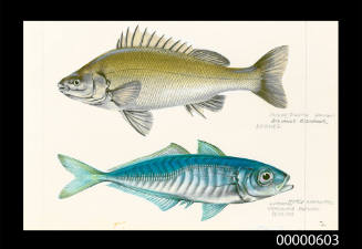 Silver perch (Bidyanus bidyanus) and Horse mackerel (Traghurus declivis)