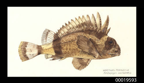 Northern Fortescue / Centropogon Marmoratus, however the fish depicted is an Eastern Fortescue / Centropogon Australis