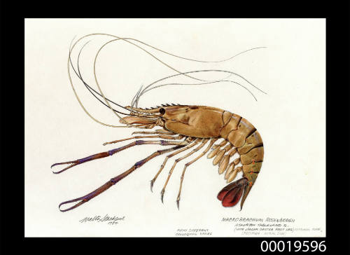 Macrobrachium Rosenbergil also known as Freshwater giant prawn or Malaysian prawn