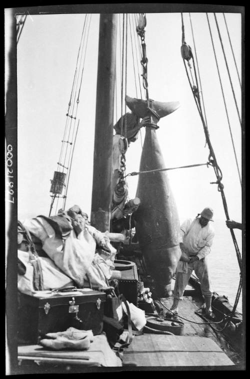 Dugong aboard a pearling lugger