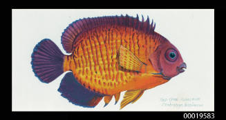 Two - spined anglefish / Centropyge Bispinosus