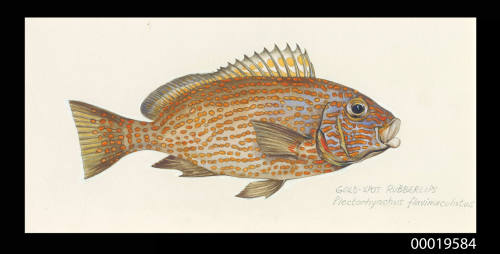 Gold-spot rubberlips / Plectorhynchus Flavomaculatus