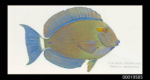 Ring - tailed Surgeonfish / Acanthurus Xanthopterus