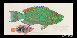 Six - Banded Parrotfish / Scarus Sexvittatus one male one female