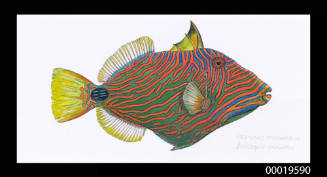 Red-Lined Triggerfish (Balistapus undulatus)