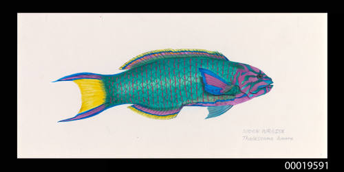 Moon Wrasse / Thalassoma Lunare