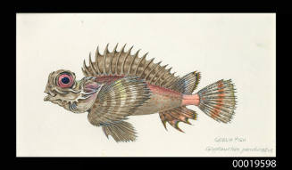 Goblin fish / Glyptauchen Panduratus