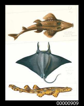 White spotted shovelnosed ray (Rhyncobatus djiddensis) , Devil manta ray (Manta alfredi) and Wobbegong (Orectolobus maculatus)