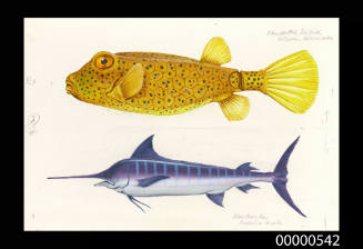 Blue spotted boxfish (Ostracion tuberculatus) and Blue marlin (Makaira ampla)
