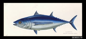 Albacore (Ahunnus alalunga germo)