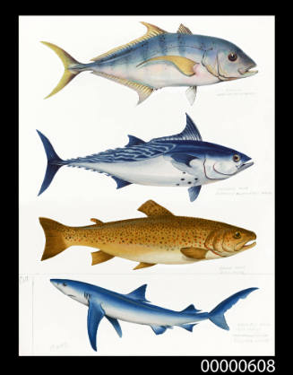 Turrum (Carangoides embury),  Mackerel tuna (Euthynnus alletteratus affinis),  Brown trout (Salmo trutta) and Great blue whaler (Prionace glauca)