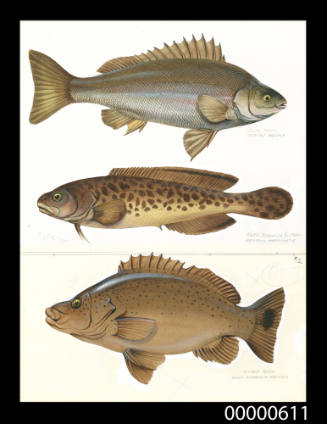 Silver perch (Therapon bidyana),  River blackfish (Gadopsis marmoratus) and Jungle perch (Dules rupestris haswelli)