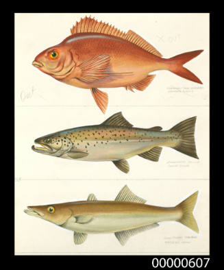 Red seacarp (Morwong fuscus), Landlocked salmon (Salmo salar)  and Long-finned sea-pike (Dinolestes lewini)