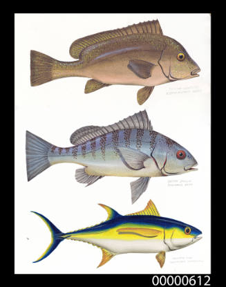 Painted sweetlips (Plectorhinchus pictus), Spotted javelin (Pomadasys hasta) and Yellowfin tuna (Neothunnus macropterus)