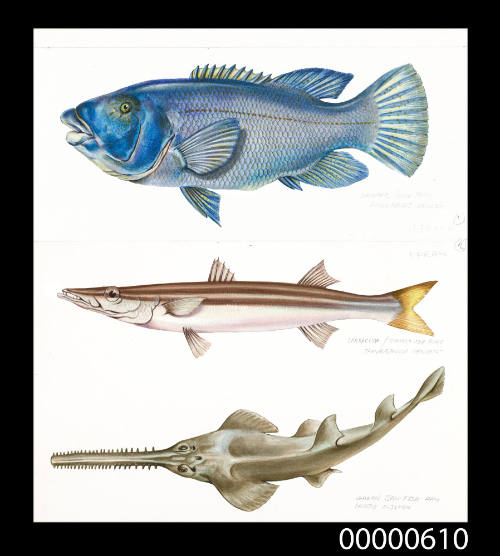 Blue form groper (Achoerodus gouldii),  Barracuda / Striped-sea pike (Sphyraenella obtusata)  and Green saw-fish ray (Pristis zijsron)
