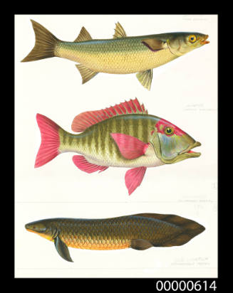 Sand mullet (Myxus elongatus), Sweetlips (Lethrinus chrysostomus) and Queensland lungfish (Neoceratodus forsteri)