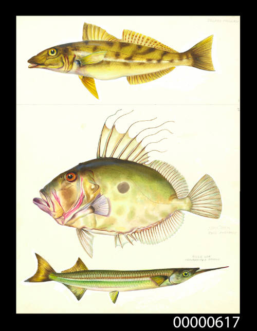 Trumpeter whiting (Sillago maculata),  John dory (Zeus australis) and River gar (Hemirhamphus ardelio)