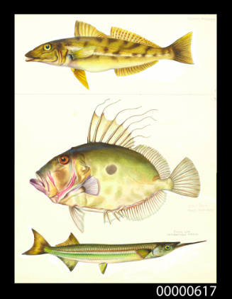 Trumpeter whiting (Sillago maculata),  John dory (Zeus australis) and River gar (Hemirhamphus ardelio)