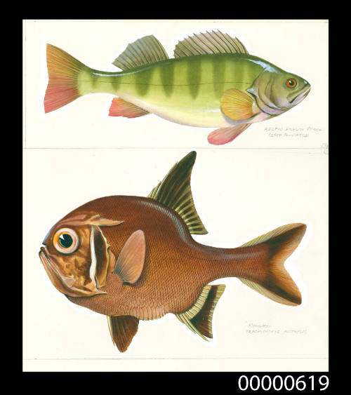 Redfin English perch (Perca fluviatilis) and Roughy (Trachichthys australis)