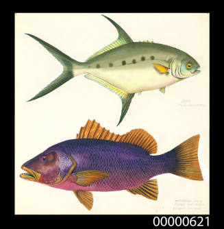 Dart (Trachinotus botla) and Mangrove jack / Purple sea perch (Lutjanus superbus)