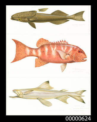 Sucker fish (Remora remora), Chinaman fish (Lutjanus nematophorus) and Bombay duck (Harpadon translucens)