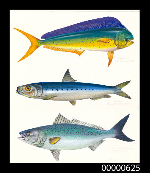 Dolphin fish (Coryphaena hippurus), Pilchard (Sardinops neopilchardus) and Australian salmon (Arripis trutta )