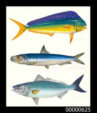 Dolphin fish (Coryphaena hippurus), Pilchard (Sardinops neopilchardus) and Australian salmon (Arripis trutta )