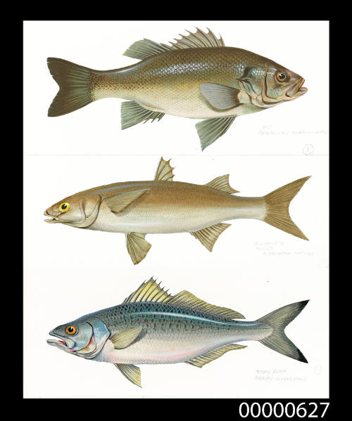 Bass (Percalates novemaculeatus), Yellow-eye mullet (Aldrichetta forsteri) and Tommy ruff (Arripis georgianus)