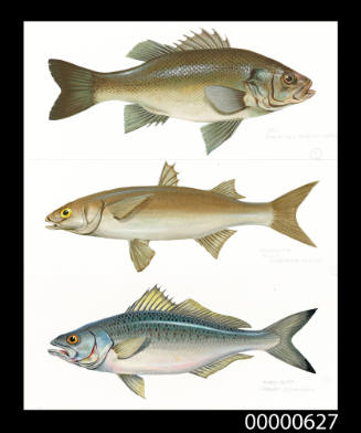Bass (Percalates novemaculeatus), Yellow-eye mullet (Aldrichetta forsteri) and Tommy ruff (Arripis georgianus)