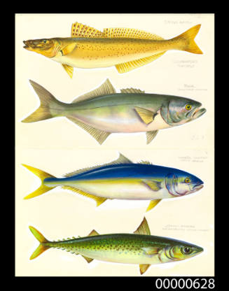 Spotted whiting (Sillaginodes punctatus), Tailor (Pomatomus saltator), Yellowtail kingfish (Seriola lalandi) and Common mackerel (Pneumatophorus Australiasicus)