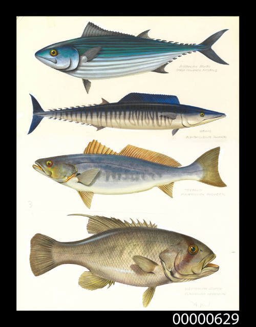 Australian bonito (Sarda chiliensis australis), Wahoo (Acanthocybium solandri), Teraglin (Atractoscion aequidens), Westralian jewfish (Gloucosoma herbraicum)