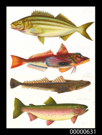 Tasmanian striped trumpeter (Latris lineata), Red gurnard (Currapiscis kumu), Dusky flathead (Planiplora plusca) and Rainbow trout (Salmo gairdnerii)