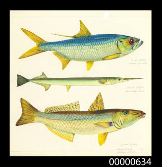 Ox-eye herring (Megalops cyprinoides), Slender long-tom (Lewinichthys ciconia) and Sand whiting (Silago ciliata)