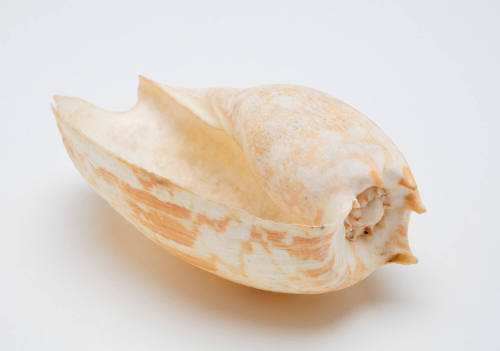 Shell associated with the Borroloola bark canoe