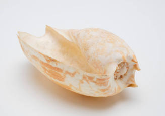 Shell associated with the Borroloola bark canoe
