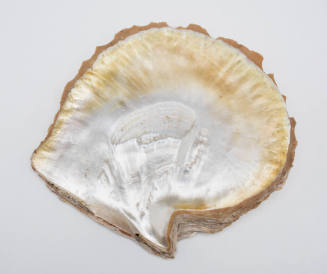 Gold lipped pearl shell: Torres Strait Islands