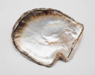 Silver lipped pearl shell: Torres Strait Islands