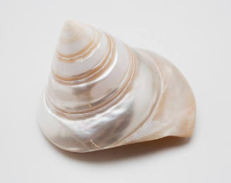 Polished trochus shell