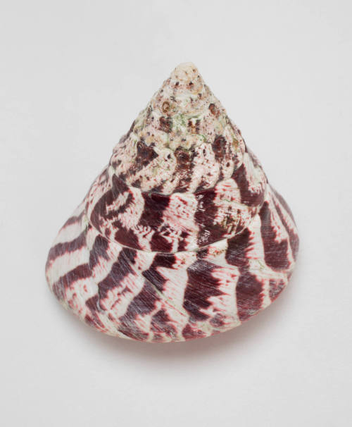 Trochus shell